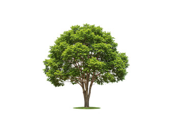 Fototapeta premium Green tree isolated on transparent background