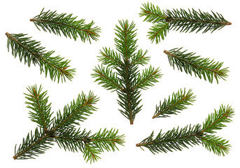 Naklejka premium Green fir branches on transparent background nature design elements