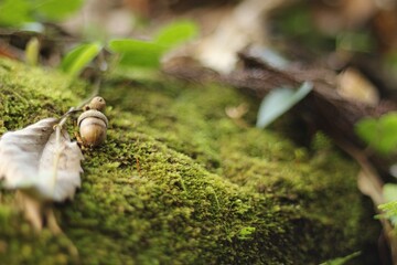 Acorn on moss in the forest
