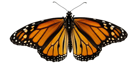 Fototapeta premium Detailed monarch butterfly with open wings isolated on transparent background