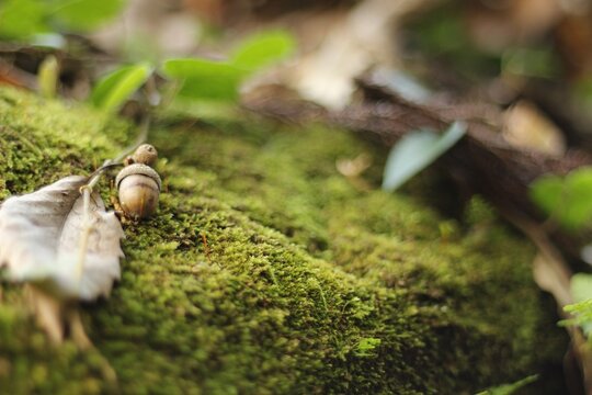 Acorn on moss in the forest - Powered by Adobe