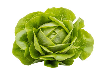 Obraz premium Close-up of a vibrant green head of lettuce, showcasing detailed leaf textures and a rosette-like form against a stark black background.