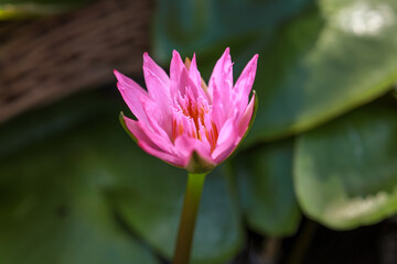 Close-up of a pink water lily flower with large leaves float in calm water in a wicker planter....