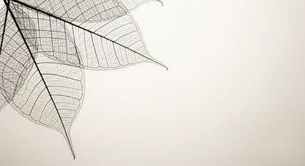Translucent Skeleton Leaves