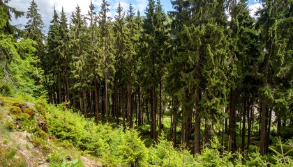 Lush forest canopy on a hillside