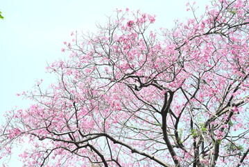 Silk Floss Tree