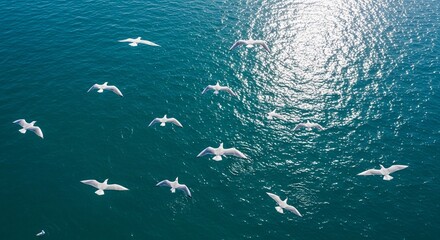 Obraz premium Seagulls Flying Over Turquoise Ocean Aerial View Birds Nature Scene Sunlight