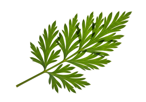 Close-up of a detailed green leaf, showcasing intricate vein patterns against a black backdrop.