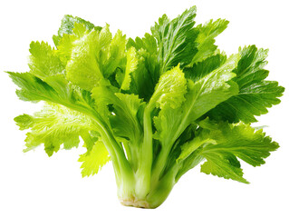 Close-up of a vibrant green leafy vegetable, densely packed with slightly serrated, bright green leaves.  The leaves radiate outward from a central stem