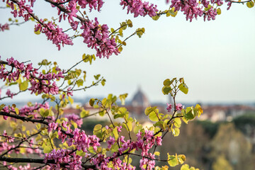 Judas tree in bloom with pink flowers and a view of Florence in spring.