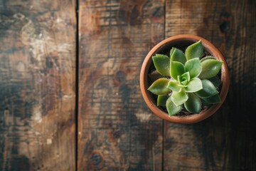 Flawless Visual of High Angle View of Potted Plant on Table