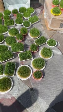 New Year urban design in spring Nowruz ceremony growing wheat sprout green in Tajrish bazaar Iran traditional vivid egg decoration colorful festive garden holiday sunny outdoors landscape celebration
