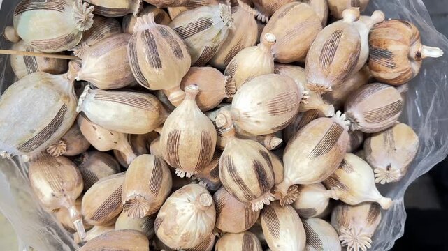 Poppy flower in Iran agriculture field seeds product in Tehran natural herbal crop landscape of opium poppyhead prohibited spice bakery cuisine ingredient harvest nutrition criminal opiates illegal