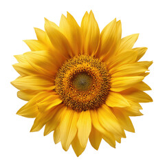 Fototapeta premium Close-up of a bright yellow sunflower