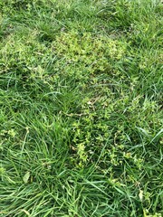 Effect of a herbicide in grass weeds in a grassland swards, North Yorkshire, England, United Kingdom