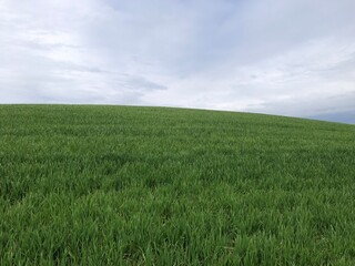 Obraz premium Crop of wheat in a field in April, United Kingdom