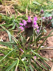 Red dead-nettle (Lamium purpureum) in flower