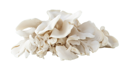 A cluster of fresh white oyster mushrooms with delicate, wavy caps and tightly grouped stems.