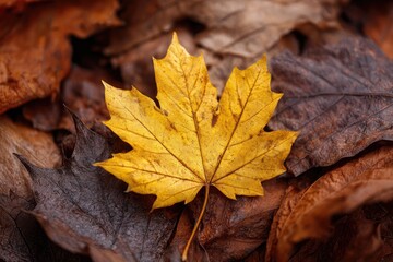 A vibrant golden maple leaf amidst a bed of dried autumn leaves