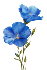 Vibrant blue flax flowers on stem