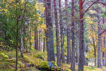 Obraz premium Autumn colors in a mixed forest