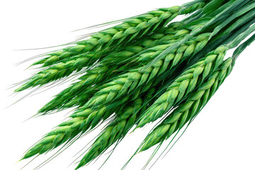 Close-up of fresh green wheat stalks