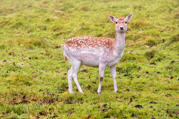 Cute female Fallow deer standing on a meadow