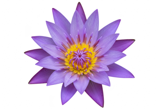 Purple water lily flower isolated on transparent background