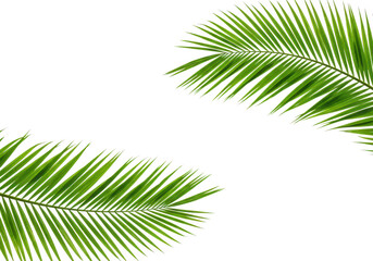 Fototapeta premium Two green palm leaves isolated on transparent background