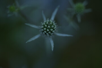 Blue thistle flower macro (Eryngium) in natural light. Wild plant with spiky petals and soft background, symbol of nature, summer, and wild beauty.