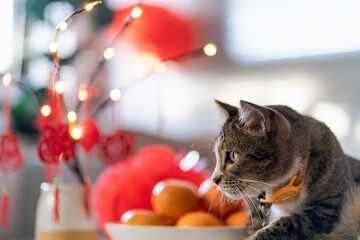 Cat prepare Chinese New Year Celebrations at home. cute domestic shorthair cat putting traditional...