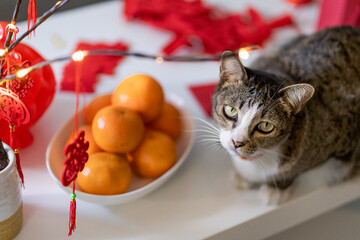 Cat prepare Chinese New Year Celebrations at home. cute domestic shorthair cat putting traditional...