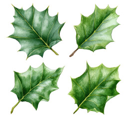Four detailed illustrations of leaves, displaying intricate venation and delicate textures.  Each leaf has a slightly varied shade of green