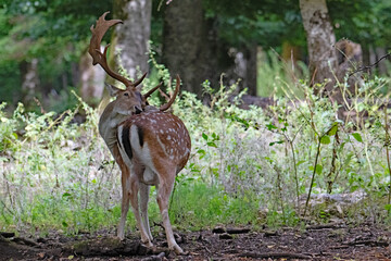 Fallow deer having a back stretch.