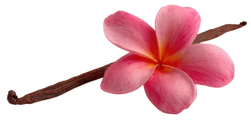 Pink Plumeria Flower with Vanilla Bean