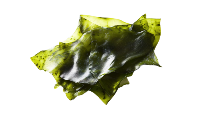 A glossy, translucent green seaweed sheet with natural texture and irregular edges.
