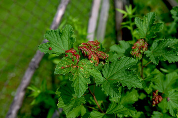 A dangerous disease affecting currant leaves.