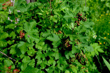 A dangerous disease affecting currant leaves.