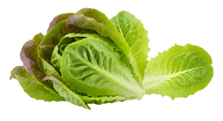 Fresh green and red leaf lettuce isolated on transparent background