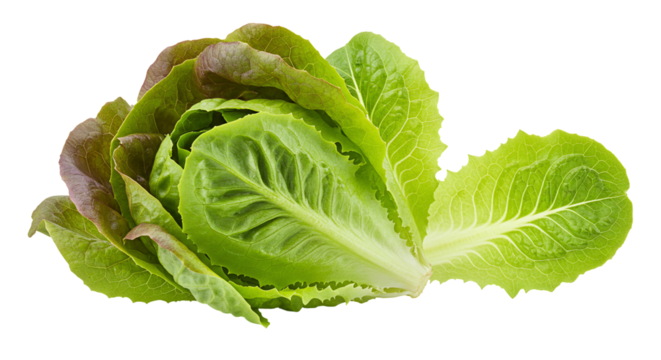 Fresh green and red leaf lettuce isolated on transparent background