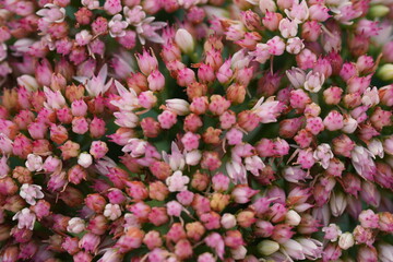 Pink kalanchoe flowers top view – macro close-up Top view macro photo of blooming pink kalanchoe flowers with soft petals and vibrant color. Succulent ornamental plant often used in home decor 