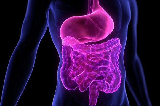 A man's internal organs are shown in pink and blue