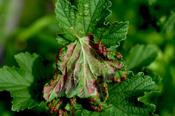 A dangerous disease affecting currant leaves.