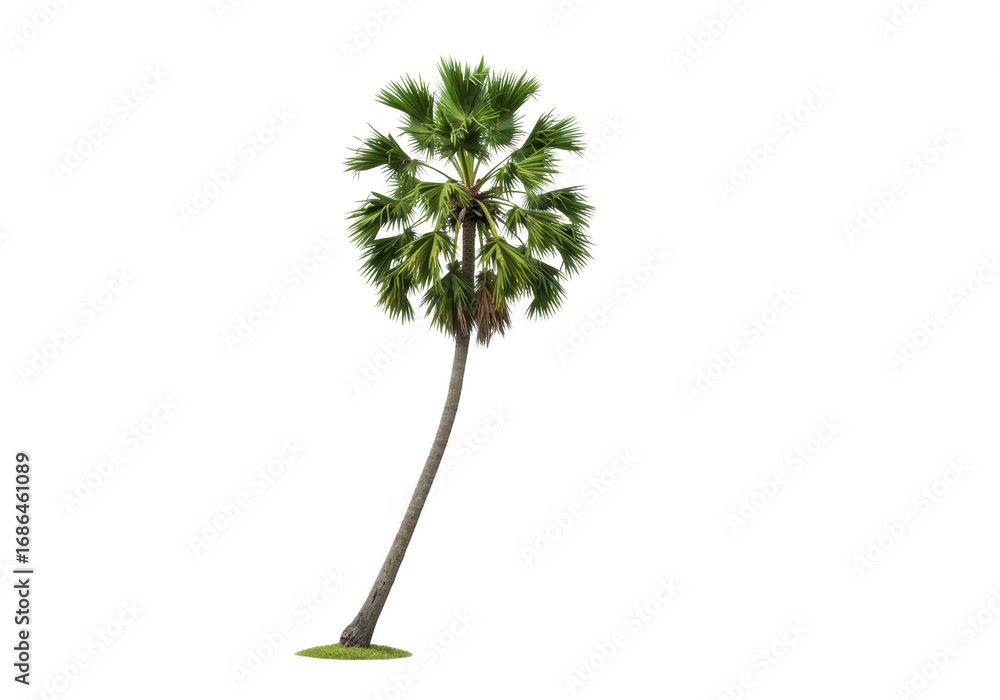 Poster palm tree isolated on transparent background