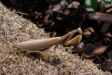 Praying mantis Mantis religiosa in the garden.