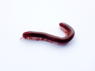 Brown and red millipede isolated on clean white background. A millipede is walking on a white background. Millipedes curl up to prevent danger. Insect wildlife isolated for nature concept.