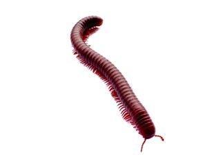 Brown and red millipede isolated on clean white background. A millipede is walking on a white background. Millipedes curl up to prevent danger. Insect wildlife isolated for nature concept.