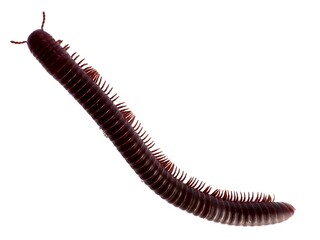 Brown and red millipede isolated on clean white background. A millipede is walking on a white background. Millipedes curl up to prevent danger. Insect wildlife isolated for nature concept.