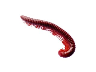 Brown and red millipede isolated on clean white background. A millipede is walking on a white background. Millipedes curl up to prevent danger. Insect wildlife isolated for nature concept.