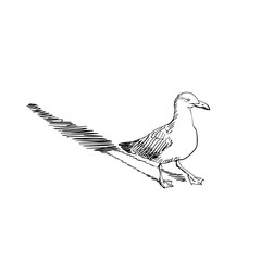 Black and white vector of a seagull with shadow, hand-sketched in minimal style, evoking coastal calm and simplicity